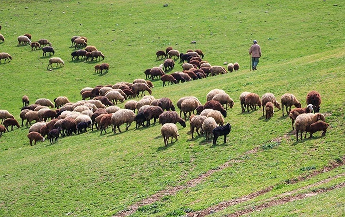 انجام بیش از ۲ هزار پروژه تحقیقاتی حوزه دام در کشور