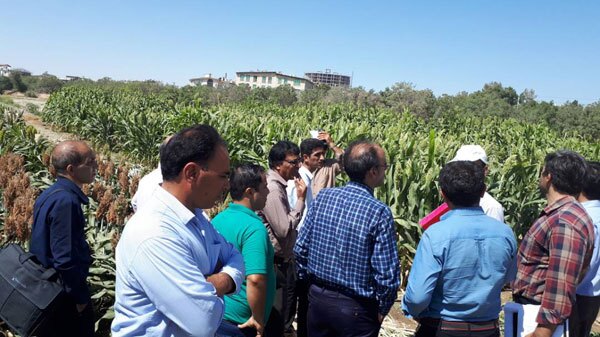 بیش از 250 شرکت دانشبنیان به کمک کشاورزان آمده اند بیش از 250 شرکت دانشبنیان به کمک کشاورزان آمده اند