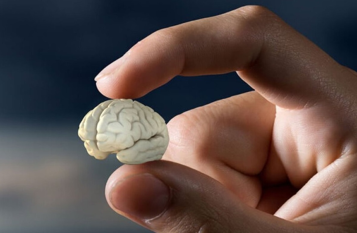 نقش اساسی مخچه در احساسات اثبات شد