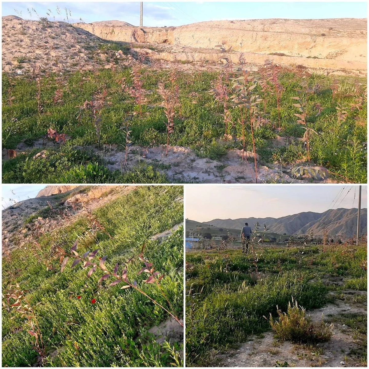 اجرای طرحهای زنجیره سبز و آبی در سه شهرستان استان خوزستان