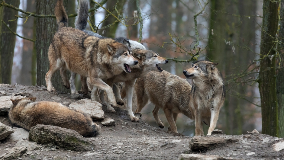 بررسی آداب اجتماعی انسانگونه در قلمرو حیوانات بررسی آداب اجتماعی انسانگونه در قلمرو حیوانات
