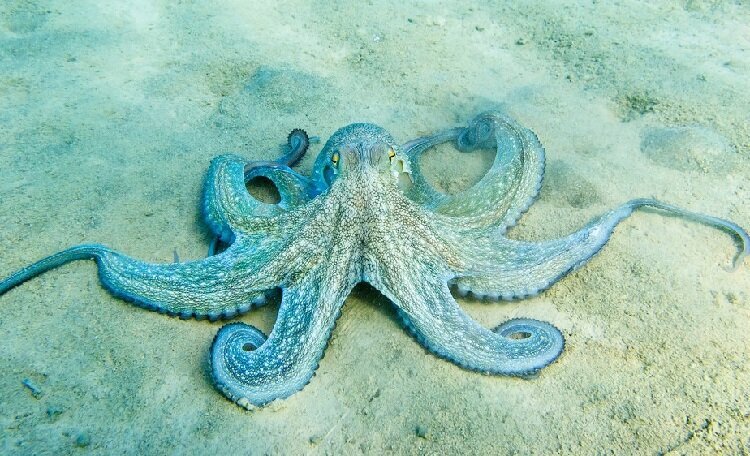 بررسی آداب اجتماعی انسانگونه در قلمرو حیوانات بررسی آداب اجتماعی انسانگونه در قلمرو حیوانات