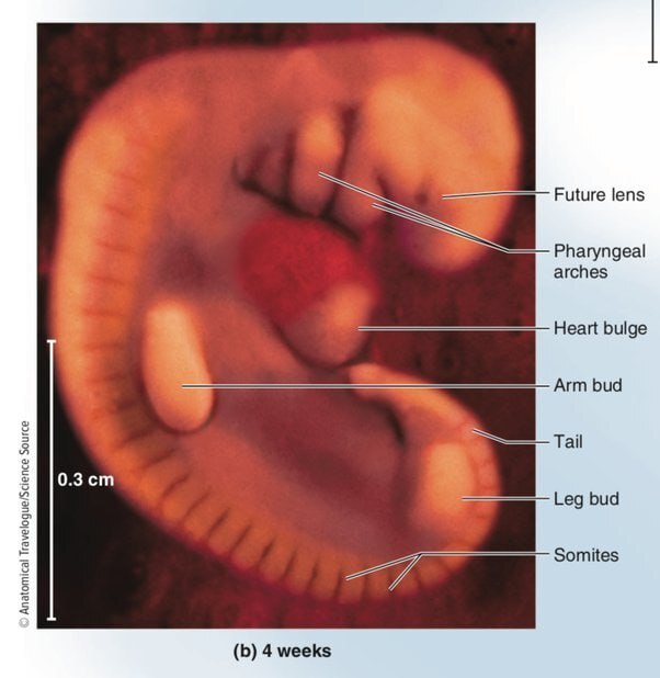 چرا انسانها آبشش ندارند؟ چرا انسانها آبشش ندارند؟