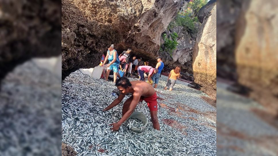 فراچاهش: دلیل حادثۀ عجیب بیرون پریدن ماهیها از آب فراچاهش: دلیل حادثۀ عجیب بیرون پریدن ماهیها از آب