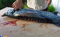 از تربیت ۸۵ هزار دانشآموخته تا قطب پرورش ماهیان خاویاری