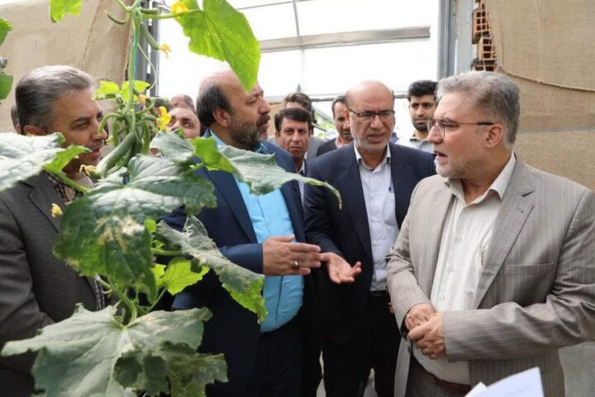 شرکتهای دانش بنیان برای توسعه کشت گلخانهای در ایلام ورود کنند