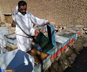 افزایش بهرهوری محصولات زنبور عسل با ساخت کندوی کفباز