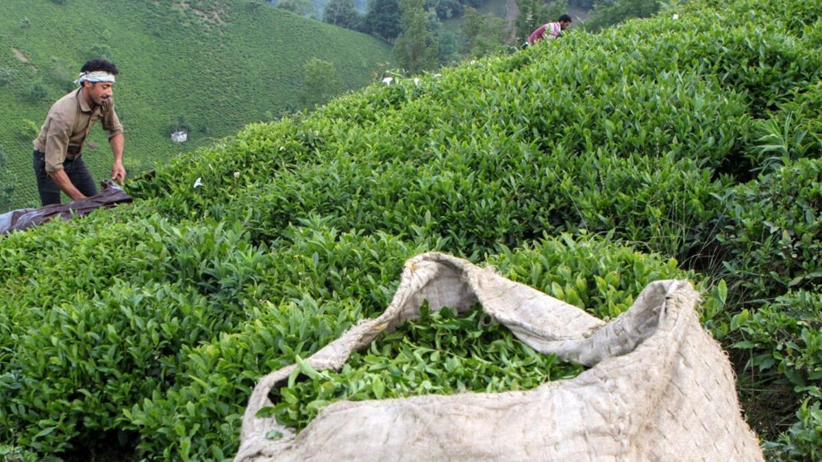 خرید ۹۳ هزار تن برگ سبز چای از چایکاران