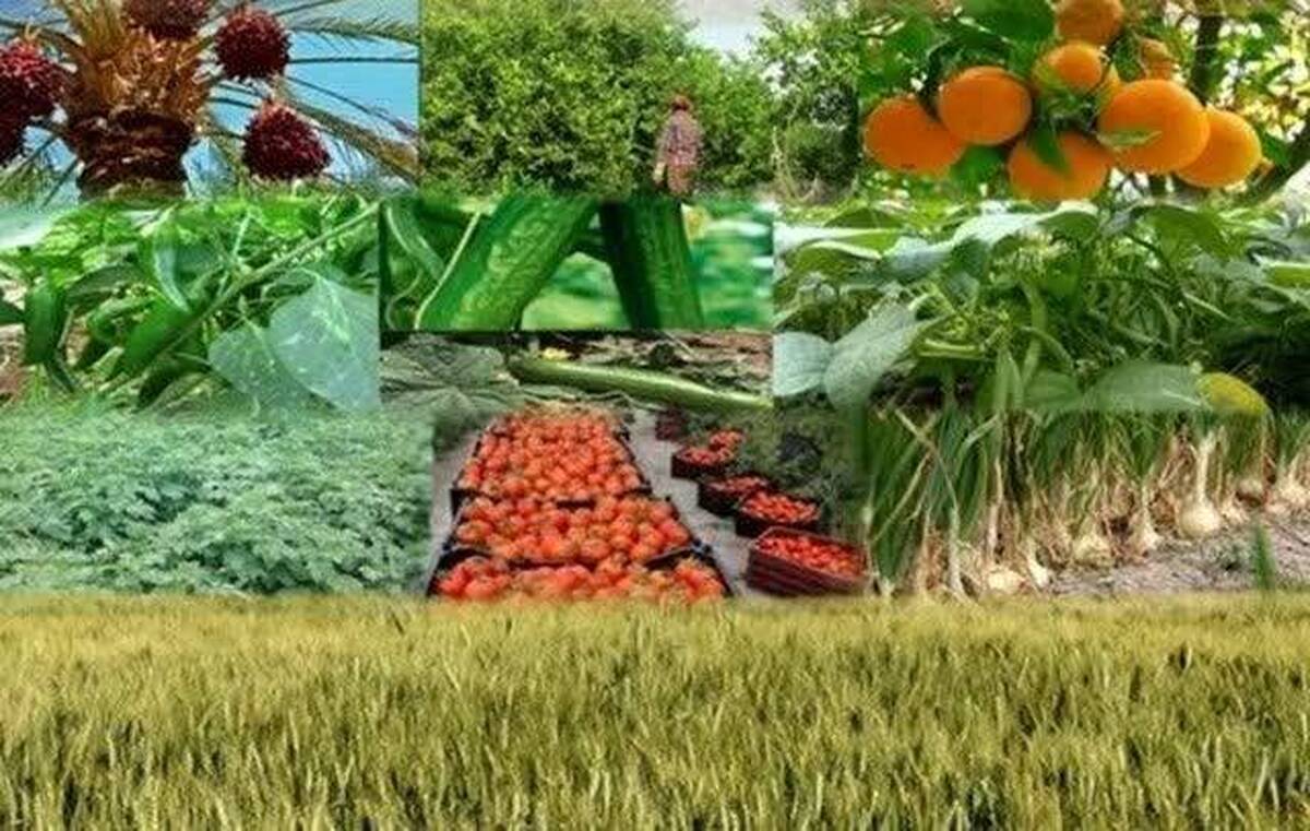 محصولی دانش‌بنیان برای افزایش بازدهی گیاهان
