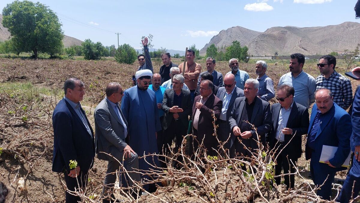 بخشی از خسارت سرمازدگی محصولات کشاورزی جبران میشود