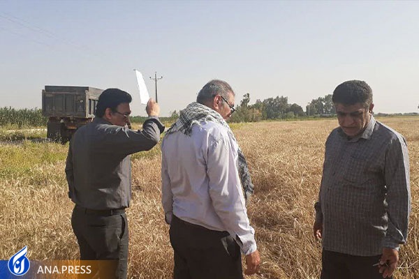 رکورد جدید در برداشت گندم از مزرعه ۱۶ هکتاری ملاثانی/۶۶ هزار و ۷۰۰ کیلوگرم گندم درجه یک برداشت شد