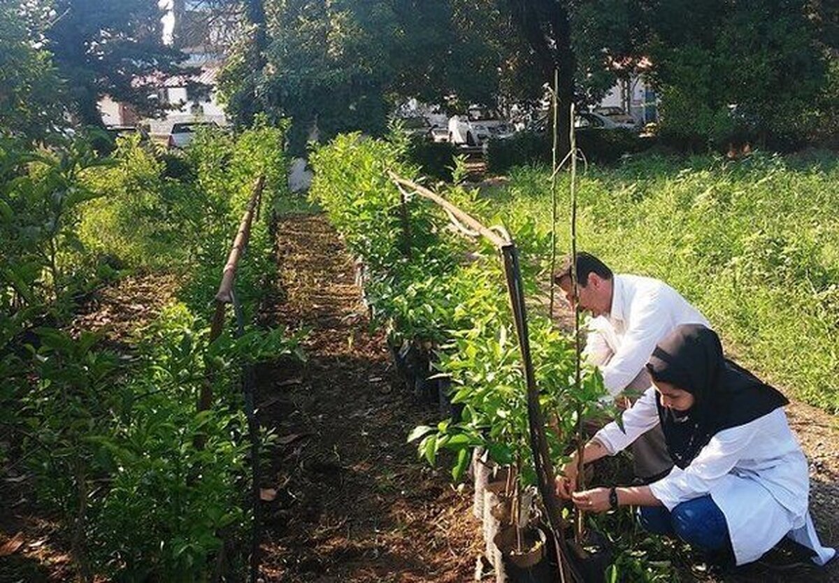 امکان استقرار ۲ هزار شرکت دانش‌بنیان در دهکده‌های فناوری کشاورزی
