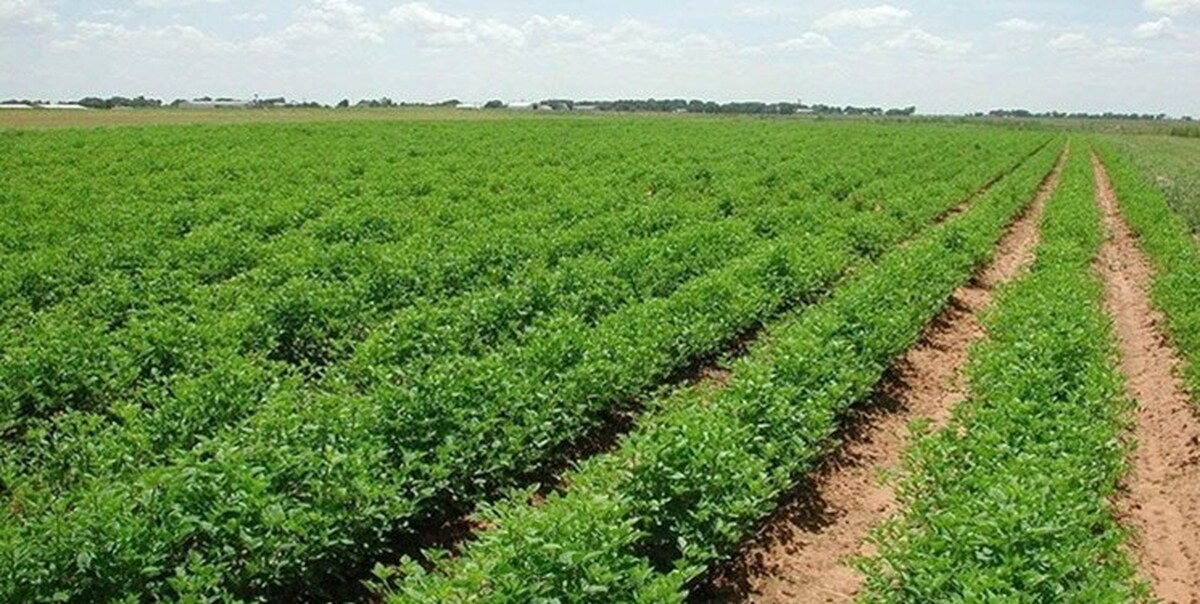 پیشبینی افزایش سرمایهگذاری کشاورزی تعاونی ایران در موریتانی