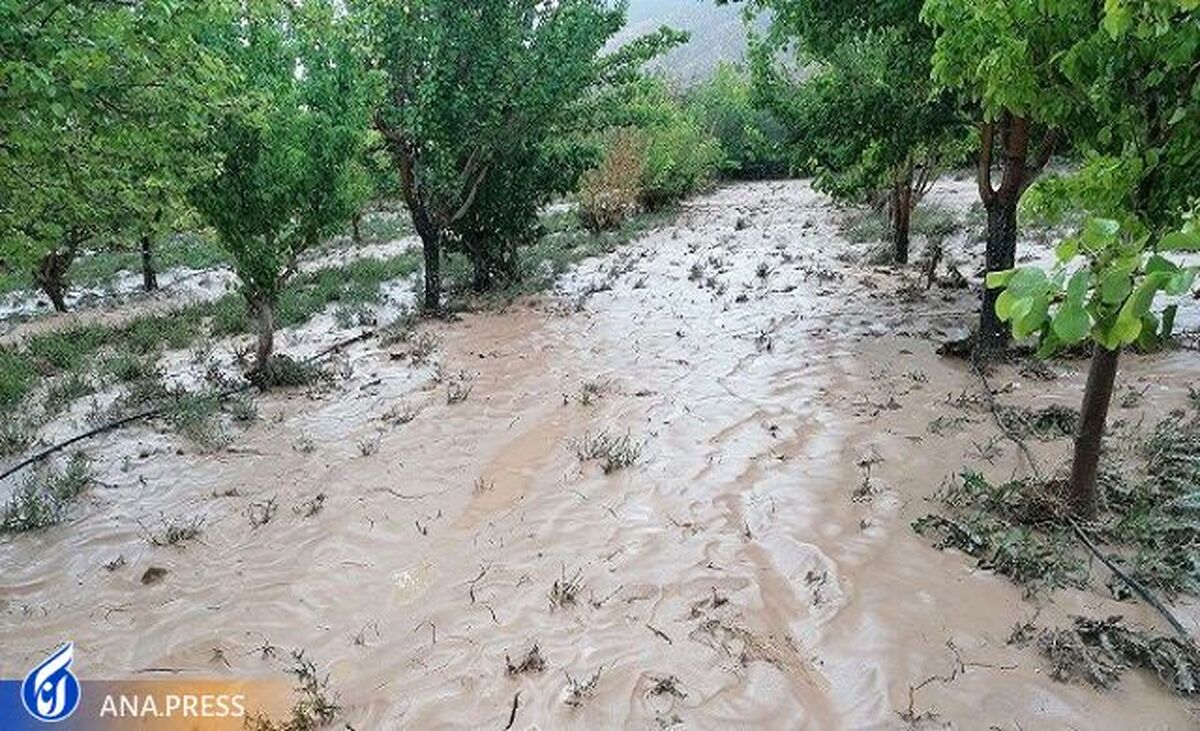 آسیب دیدگی ۱۰۰ درصد محصول برنج در مشگینشهر
