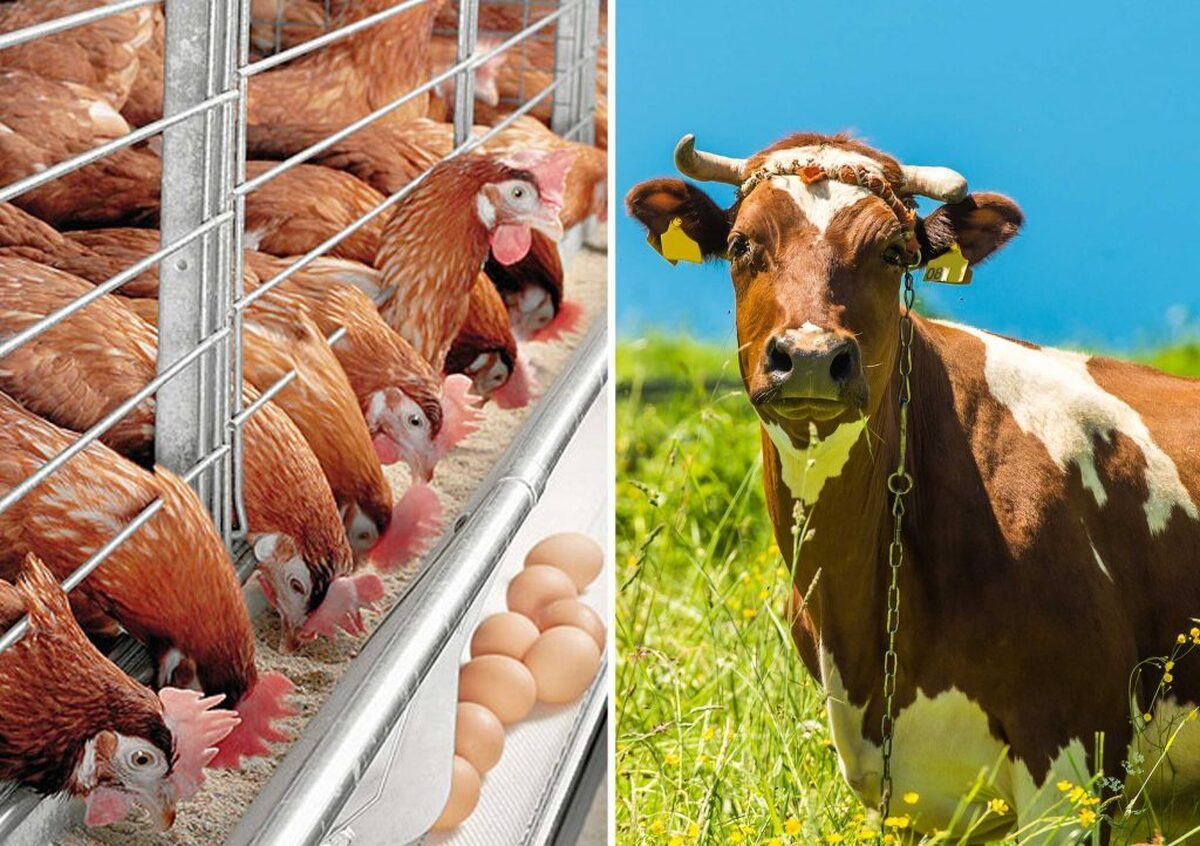 ارائه مواد اولیه محصولات پروبیوتیکی دام و طیور در نمایشگاه آبادایران
