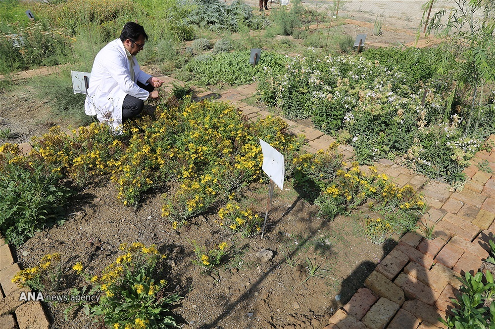 فن&zwnj;بازار و نمایشگاه ازدیاد درختان میوه برگزار می&zwnj;شود