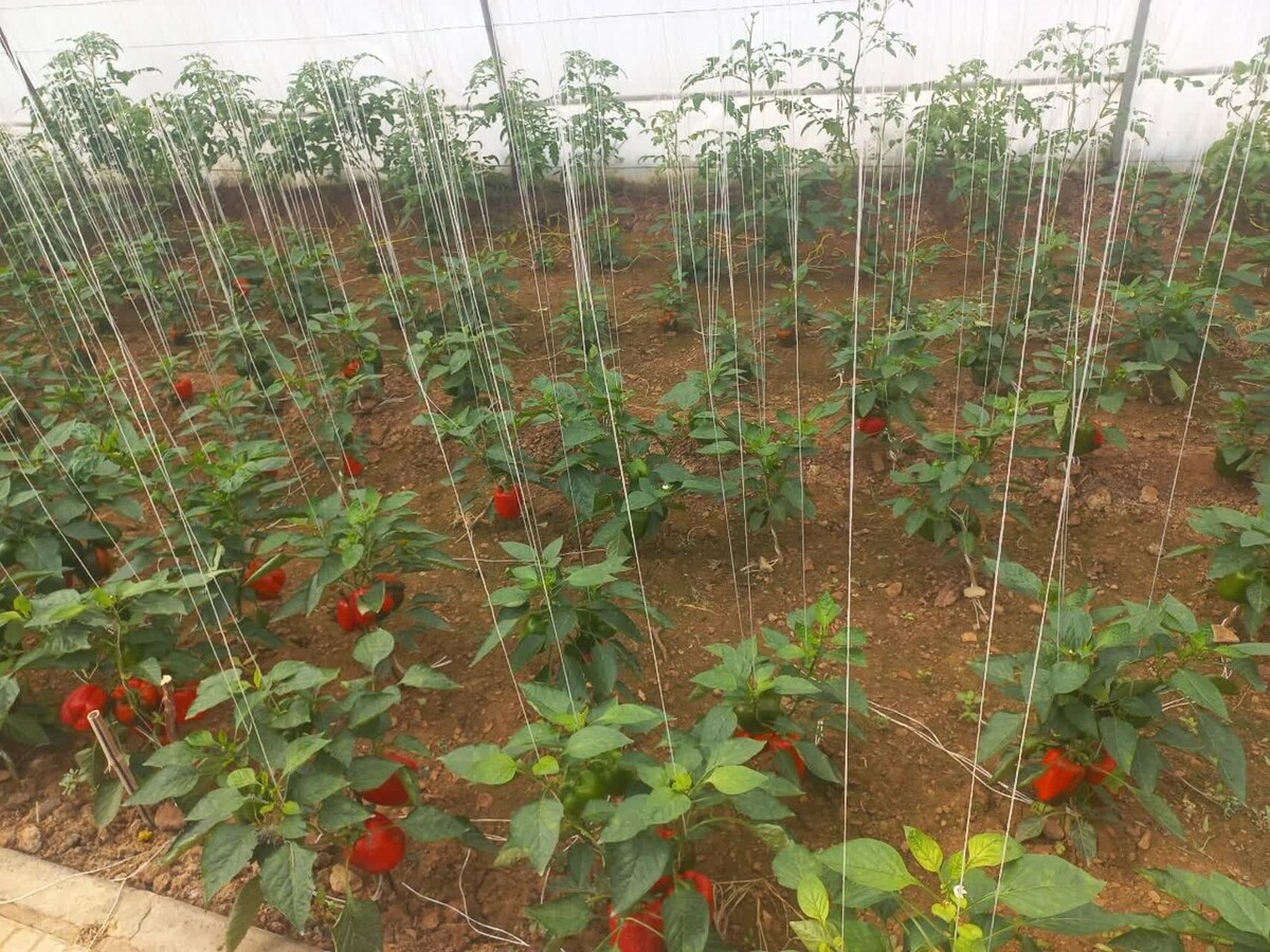 مهارتآموزی دانشآموزان سما به بار نشست