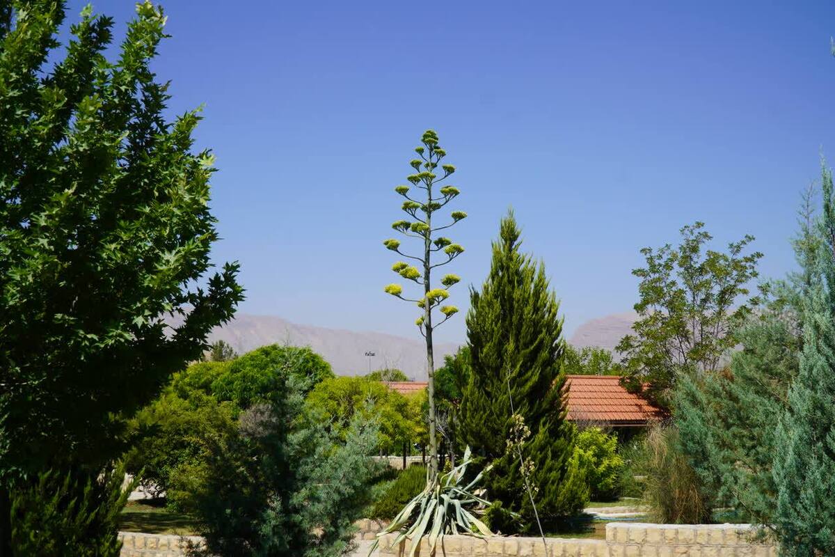 گلدهی گیاه صدساله در دانشگاه آزاد شیراز