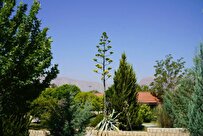 گل‌دهی-گیاه-صدساله-در-دانشگاه-آزاد-شیراز