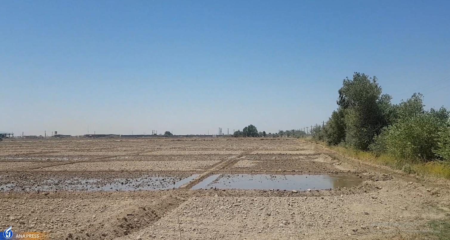 نوید تولید محصول در  ۲۲ هکتار زمین زراعی دانشگاه آزاد اهواز/ ۱۰ هکتار شلتوک برنج کشت شد