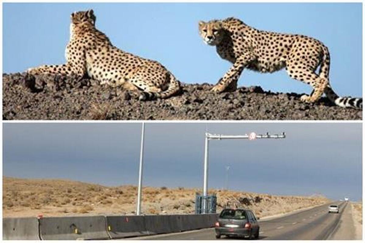 پوشش اینترنتی محور ترانزیتی عباسآباد برای حفاظت از یوزپلنگ ایرانی تقویت شد
