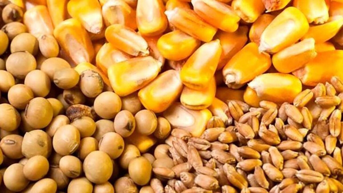 روند تامین نهاده سویا برای مرغداریها بهبود یافت