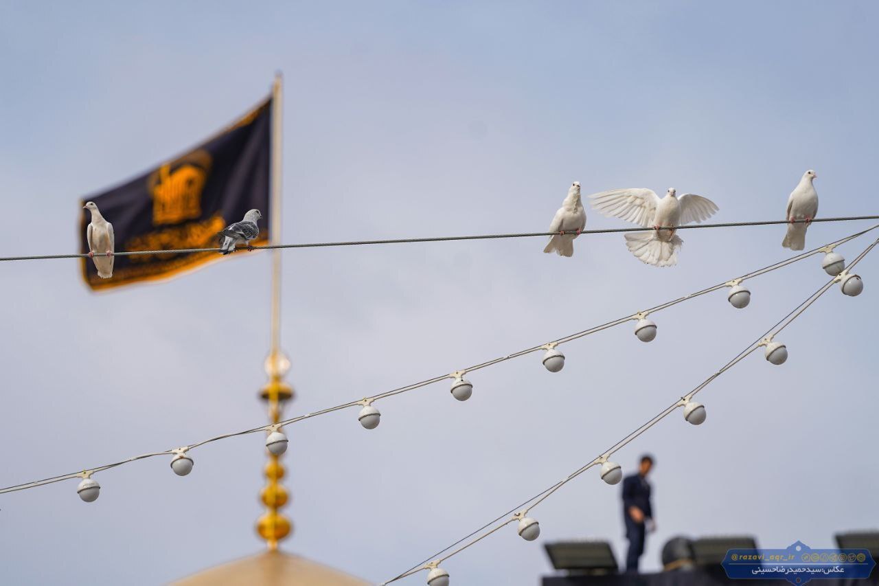 بارگاه رضوی، سیاهپوش سوگ باقرالعلوم(ع) شد +عکس بارگاه رضوی، سیاهپوش سوگ باقرالعلوم(ع) شد +عکس