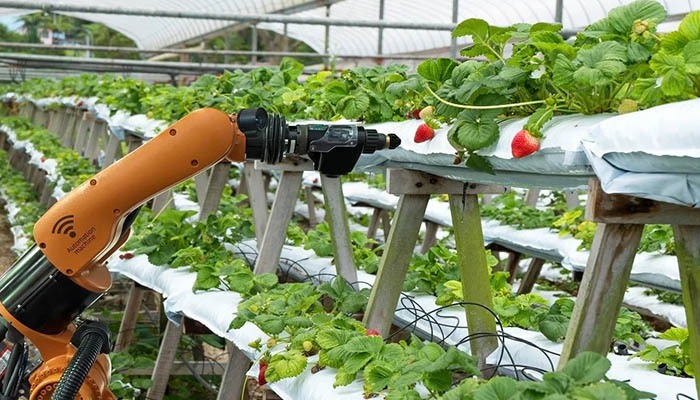 سهم بالای شرکتهای دانشبنیان در زنجیره تولید تا صادرات گل و گیاه تولید