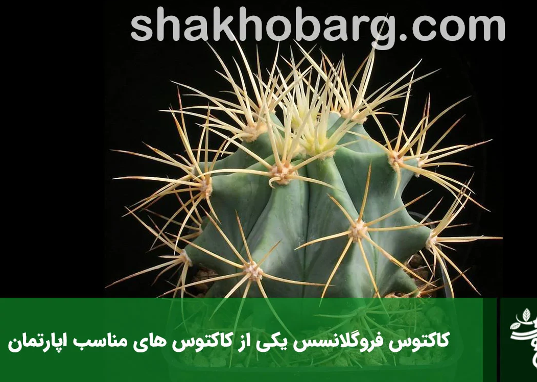 بهترین نوع کاکتوس برای خانه + روش نگهداری بهترین نوع کاکتوس برای خانه + روش نگهداری