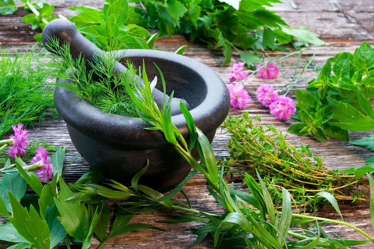 اطلس کاربردی گیاهان دارویی استان خراسان جنوبی تدوین میشود