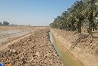 نوید تولید محصول در ۲۲ هکتار زمین زراعی دانشگاه آزاد اهواز/ ۱۰ هکتار شلتوک برنج کشت شد