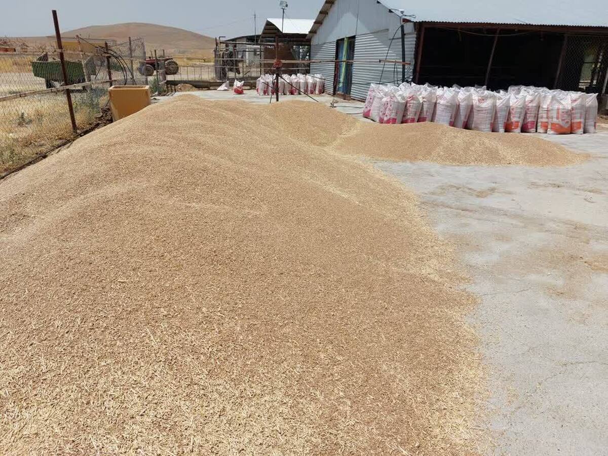برداشت ۲۹ تُن گندم و جو از مزرعه آموزشی و تحقیقاتی دانشگاه آزاد شهرکرد