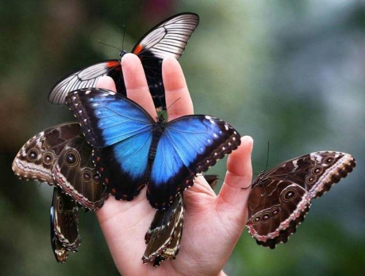 حشراتی که ادکلنزده به خواستگاری میروند