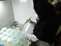 آغاز تولید گیاهچه اصلاحشده درون شیشهای