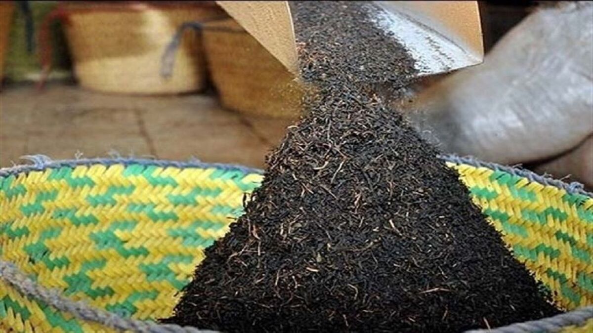 واردات چای تنظیم بازار به شرط خرید تولید داخل