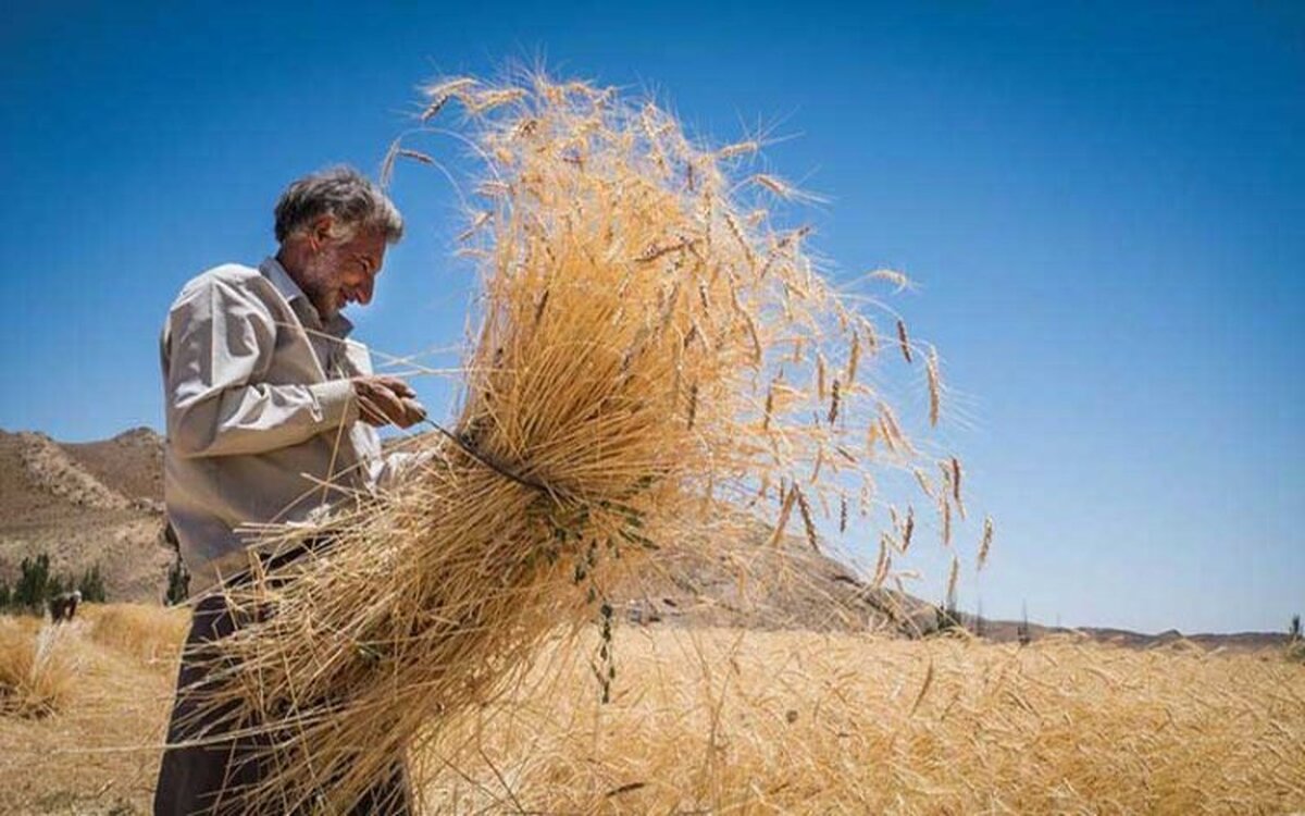 ۷۸ درصد پول خرید تضمینی گندم پرداخت شد