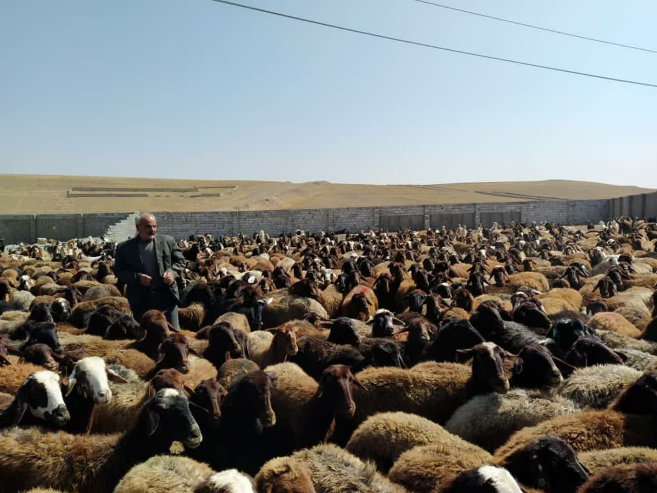 یکهزار و ۵۰۰ رأس دام سبک در تبریز علیه بیماری طاعون واکسینه شدند یکهزار و ۵۰۰ رأس دام سبک در تبریز علیه بیماری طاعون واکسینه شدند