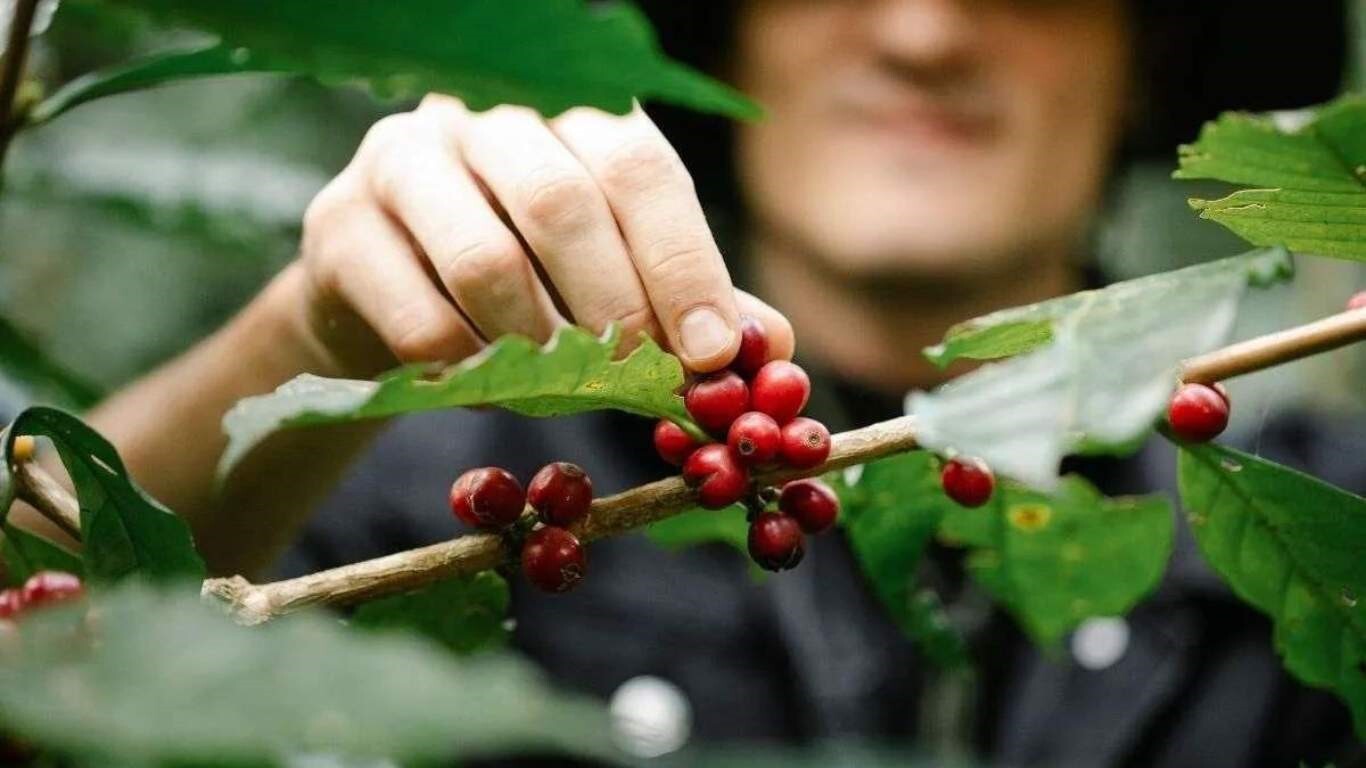 نکات موثر برای خرید قهوه نکات موثر برای خرید قهوه