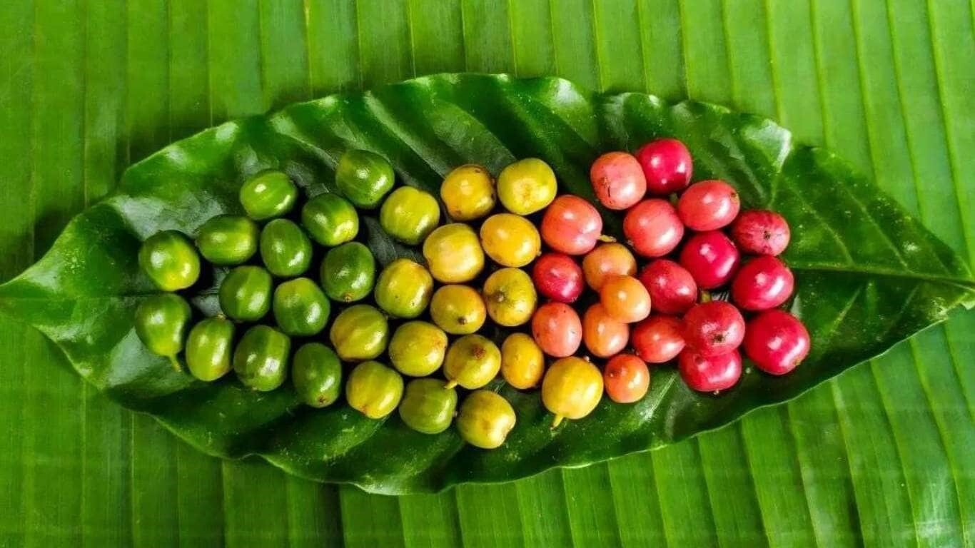 نکات موثر برای خرید قهوه نکات موثر برای خرید قهوه