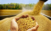 ثبت رکورد چین در خرید سویای آمریکا