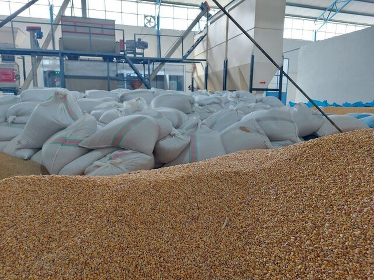 استفاده از ۵۰ درصد توان تولیدی کارخانههای خوراک دام و طیور
