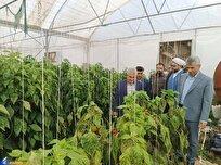 آغاز برداشت محصولات گلخانهای در دانشگاه آزاد الیگودرز