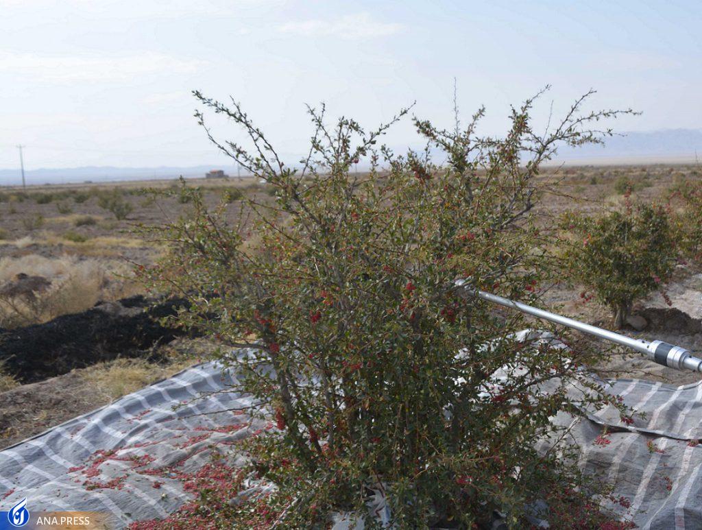 سلیمیفرد//////////////////////////////////// سلیمیفرد////////////////////////////////////