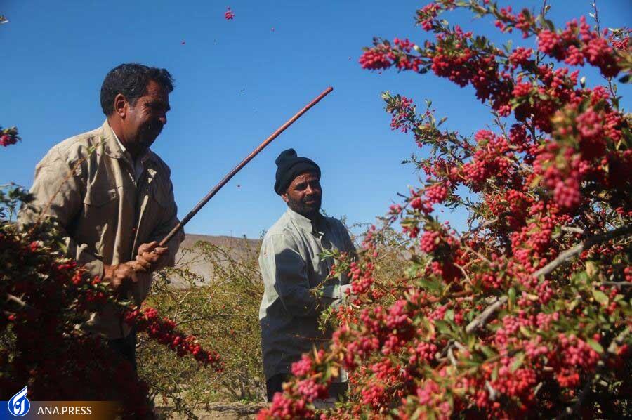 سلیمیفرد//////////////////////////////////// سلیمیفرد////////////////////////////////////