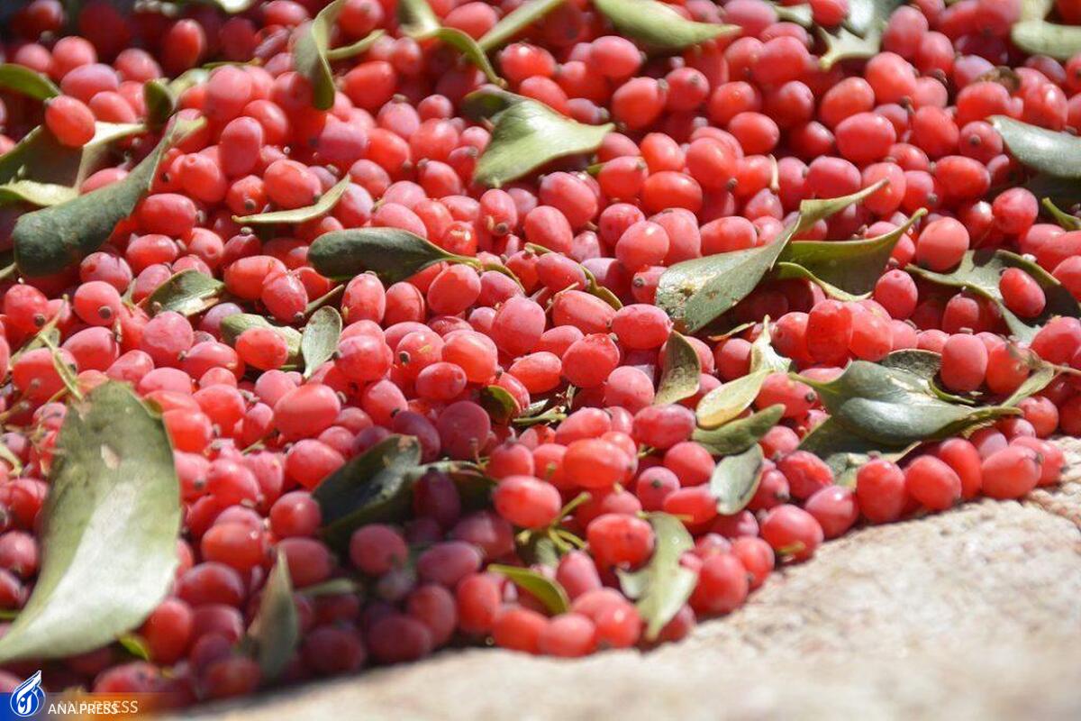 ایده تغییر الگوی مصرف زرشک به کمک معتادان آمد + فیلم