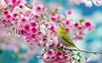 هفتسین آرزوهایم به رنگ ربناست