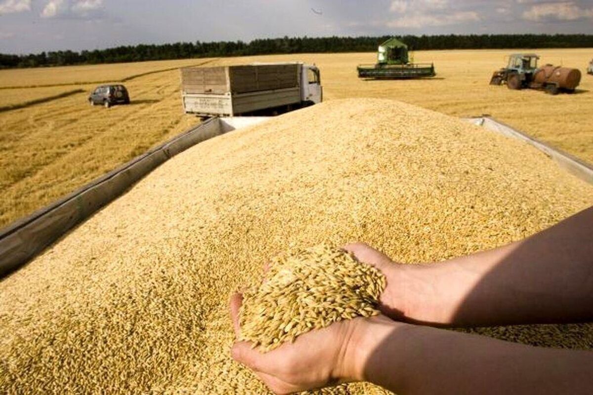 لزوم توجه به زمان آبیاری و میزان رطوبت برای برداشت گندم