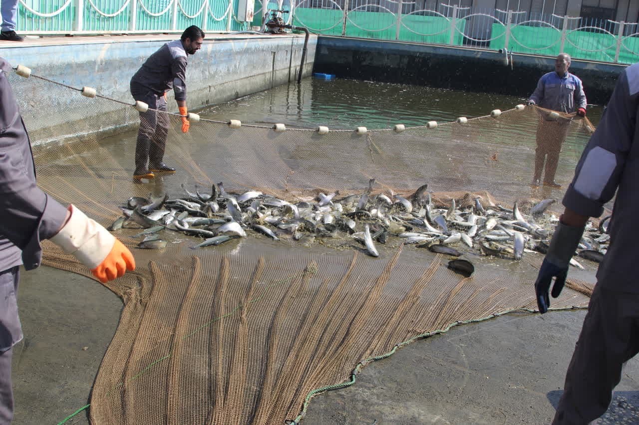 کسب درآمد غیرشهریهای با تولید ماهی قزلآلا کسب درآمد غیرشهریهای با تولید ماهی قزلآلا