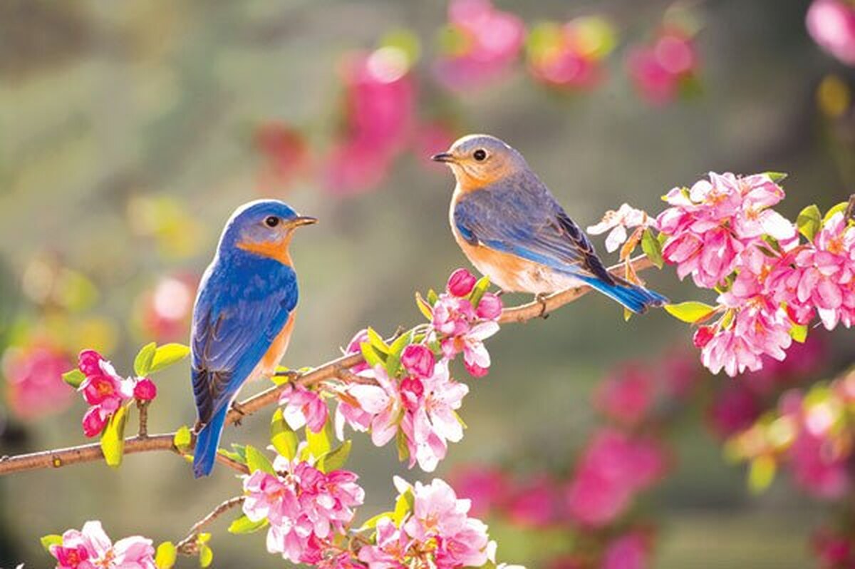 جلوهای دارد به رنگ آرزوها نوبهار