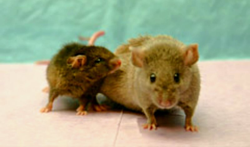 ۲۲ فروردین در دنیای علم چه خبر؟ ۲۲ فروردین در دنیای علم چه خبر؟